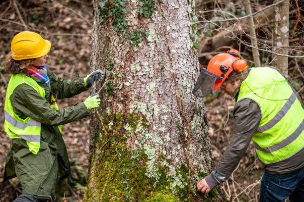 How Our Tree Care Process Works  in  Cisco, TX