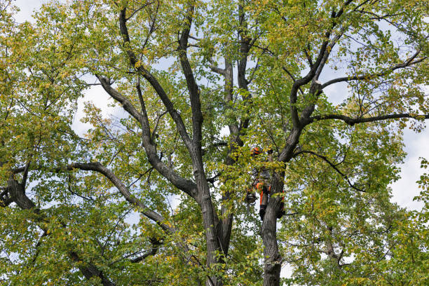 Best Residential Tree Removal  in Cisco, TX